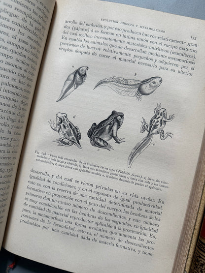 Libro de: Zoología. Historia natural, C. Claus - Montaner y Simón, 1891