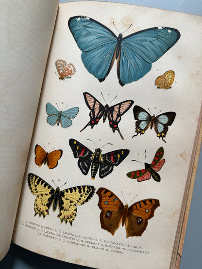 Libro de: Zoología. Historia natural, C. Claus - Montaner y Simón, 1891