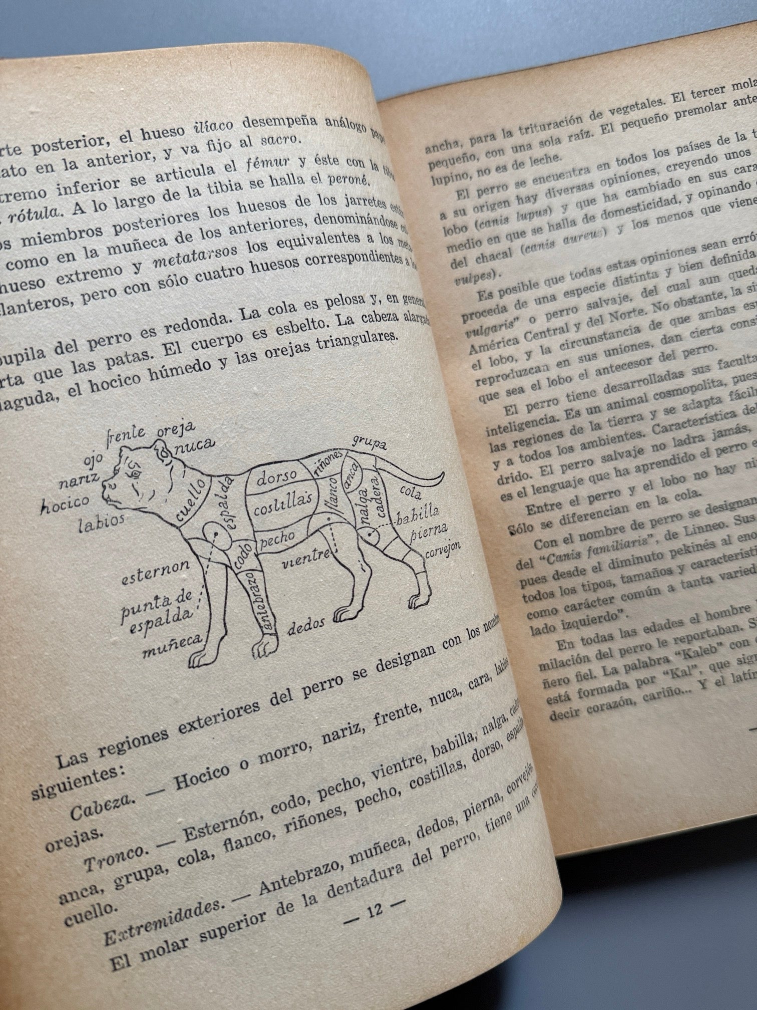 Libro de: El perro y el gato, Dr. A. Riera Adoher - Ameller Editor, ca. 1930