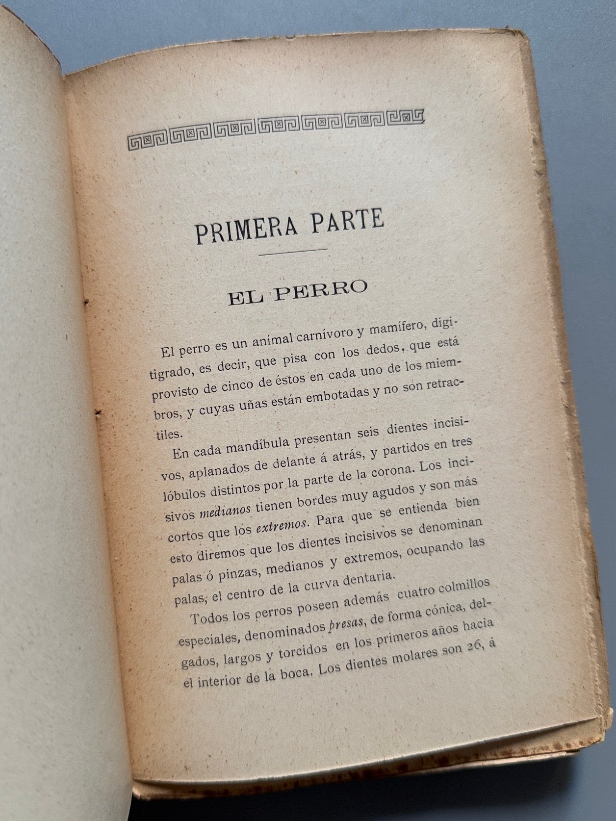 Libro de: Manual práctico del aficionado a los perros de caza y de lujo, Ramón Pellico - Hijos de Cuesta, 1910