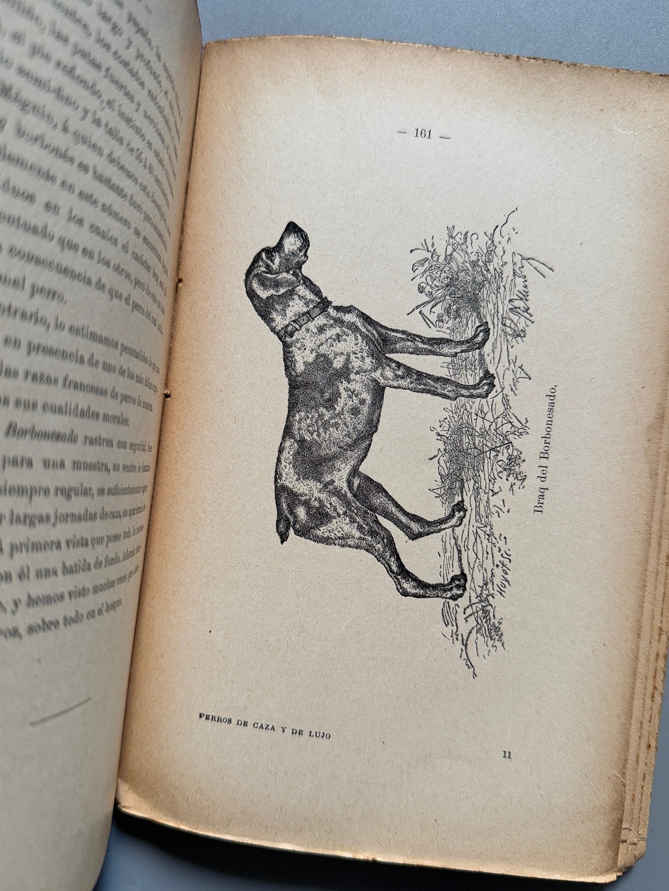 Libro de: Manual práctico del aficionado a los perros de caza y de lujo, Ramón Pellico - Hijos de Cuesta, 1910