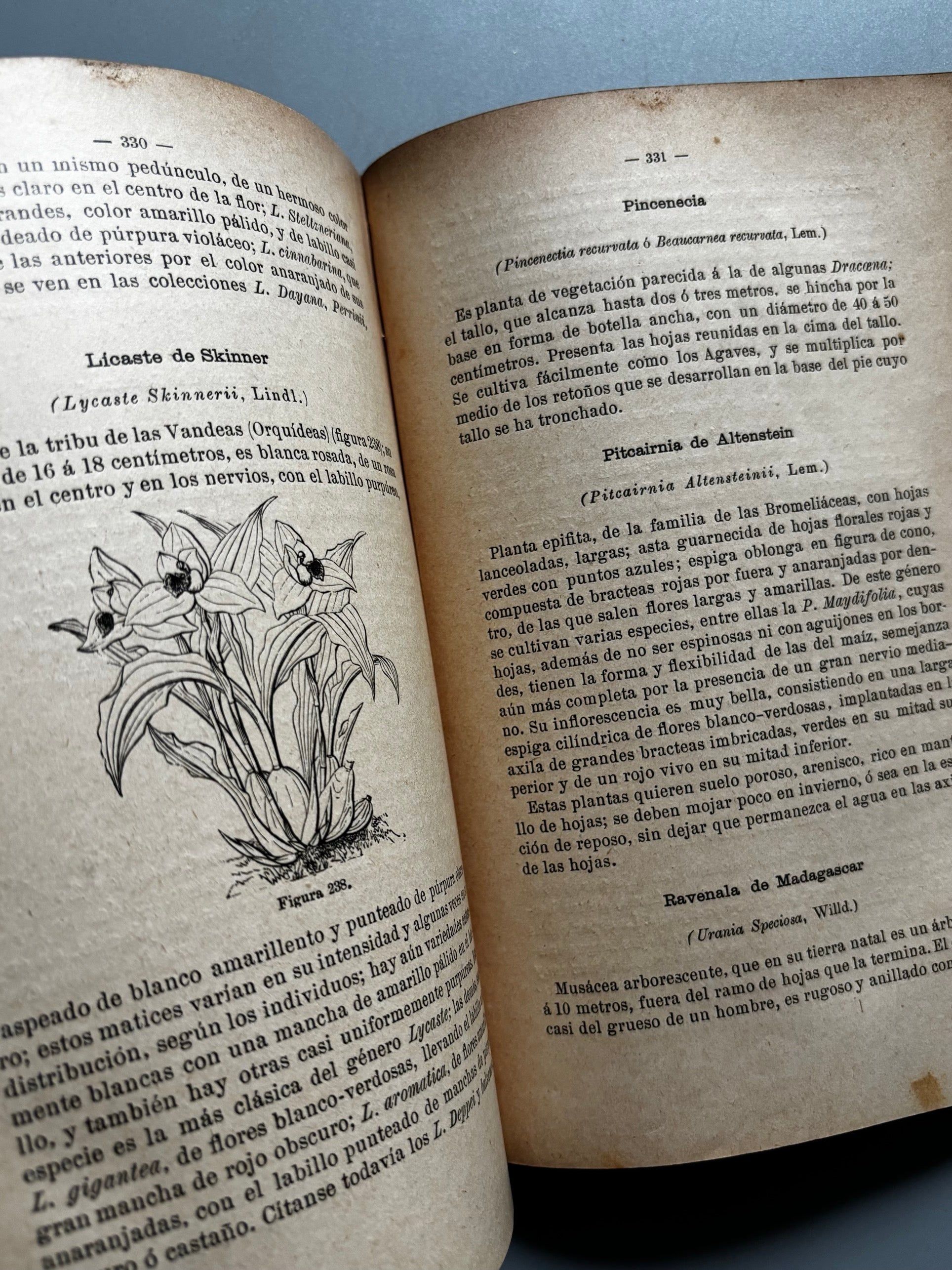 Libro de: Tratado de jardinería y floricultura, Pedro Julian Muñoz y Rubio - Hijos de Cuesta, 1907