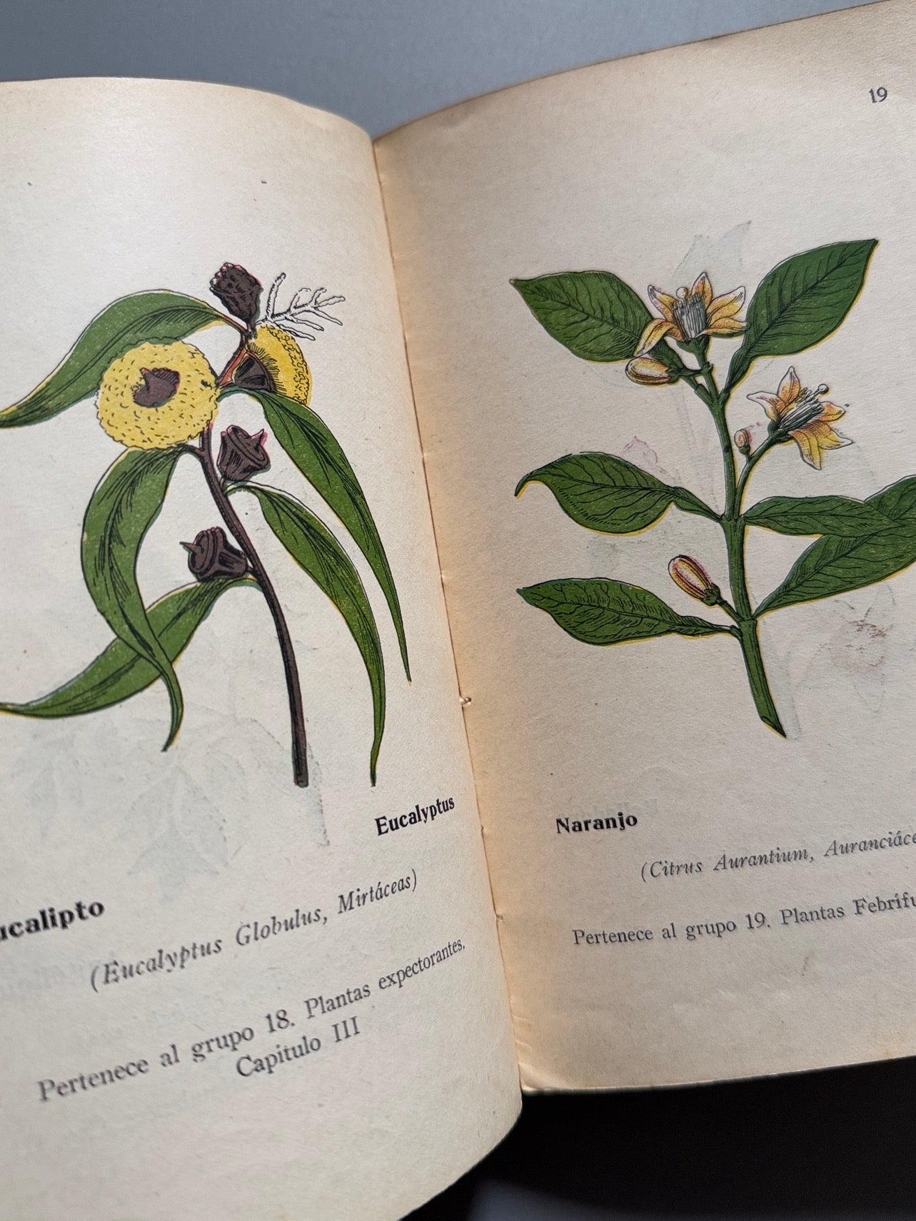 Libro de: Tratado popular de plantas medicinales, Wifredo Boué - Librería Sintes, ca. 1930