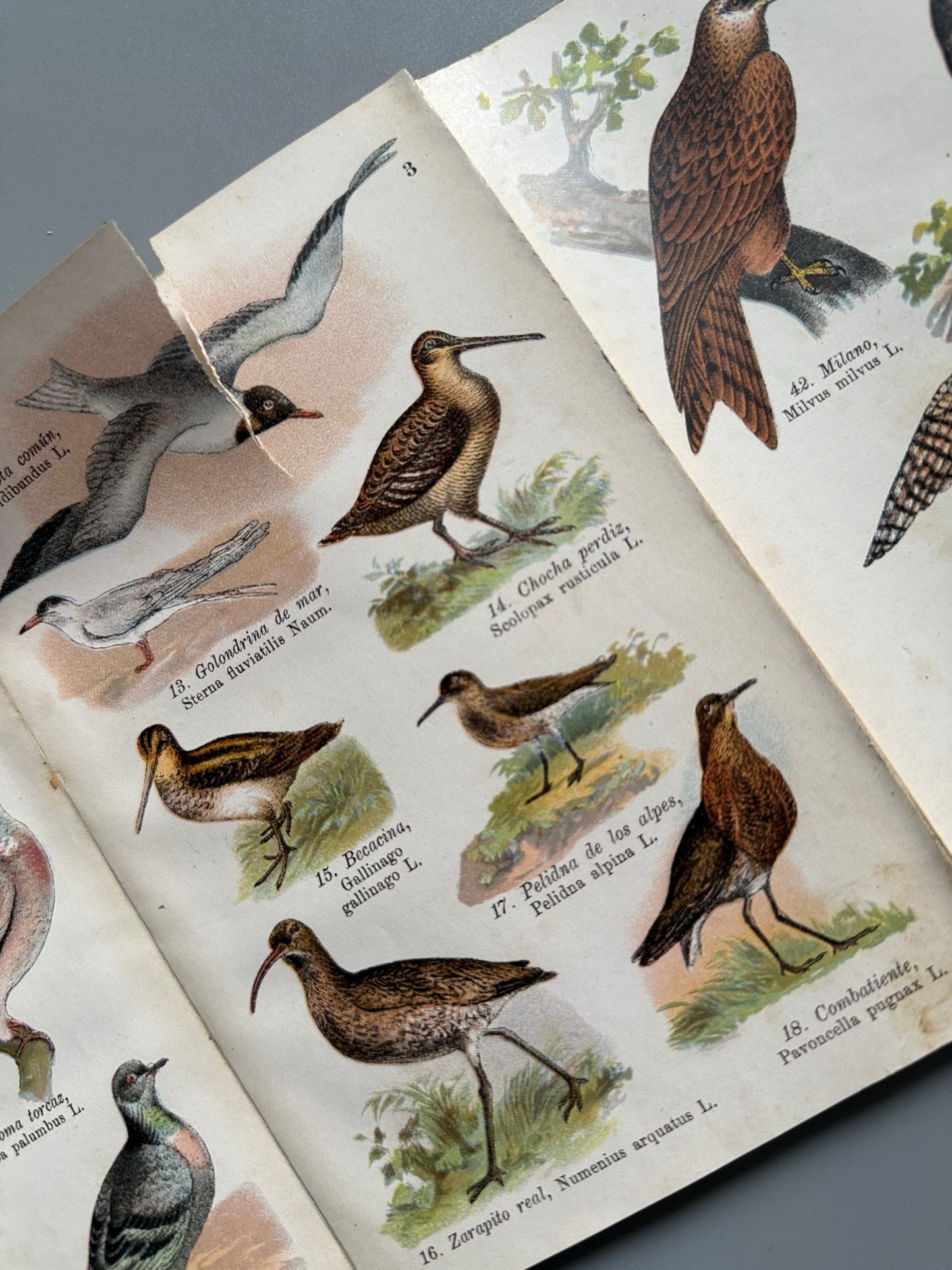 Libro de: Atlas de las aves, Ignacio de Sagarra - Casa Editorial Estudio, 1914