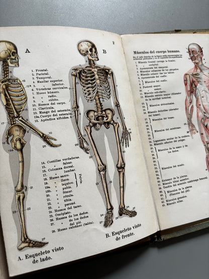 Libro de: Atlas de bolsillo de anatomía humana, Traducción de A. Costa - Casa Editorial Estudio, 1914