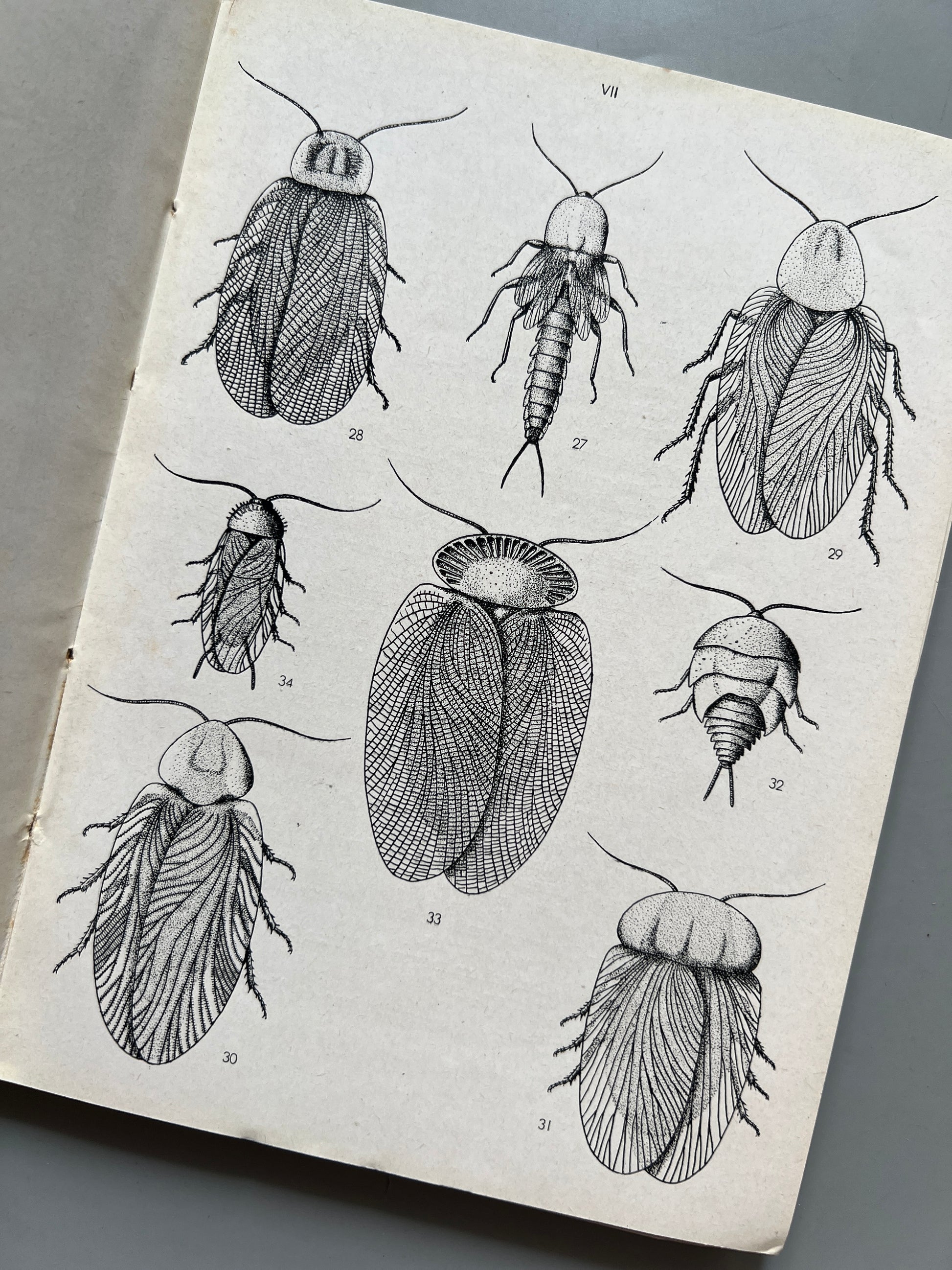 Libro de: Introduction a l'entomologie, R. Jeannel - Éditions N. Boubée & Cie, 1946-1949