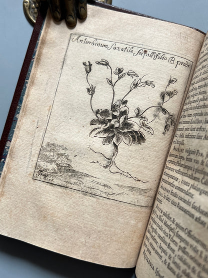 Libro de: Botanicum Monspeliense, Pierre Magnol - Francisci Bourly - 1676, Primera edición