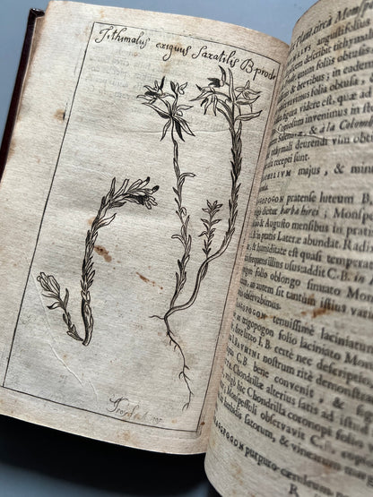 Libro de: Botanicum Monspeliense, Pierre Magnol - Francisci Bourly - 1676, Primera edición