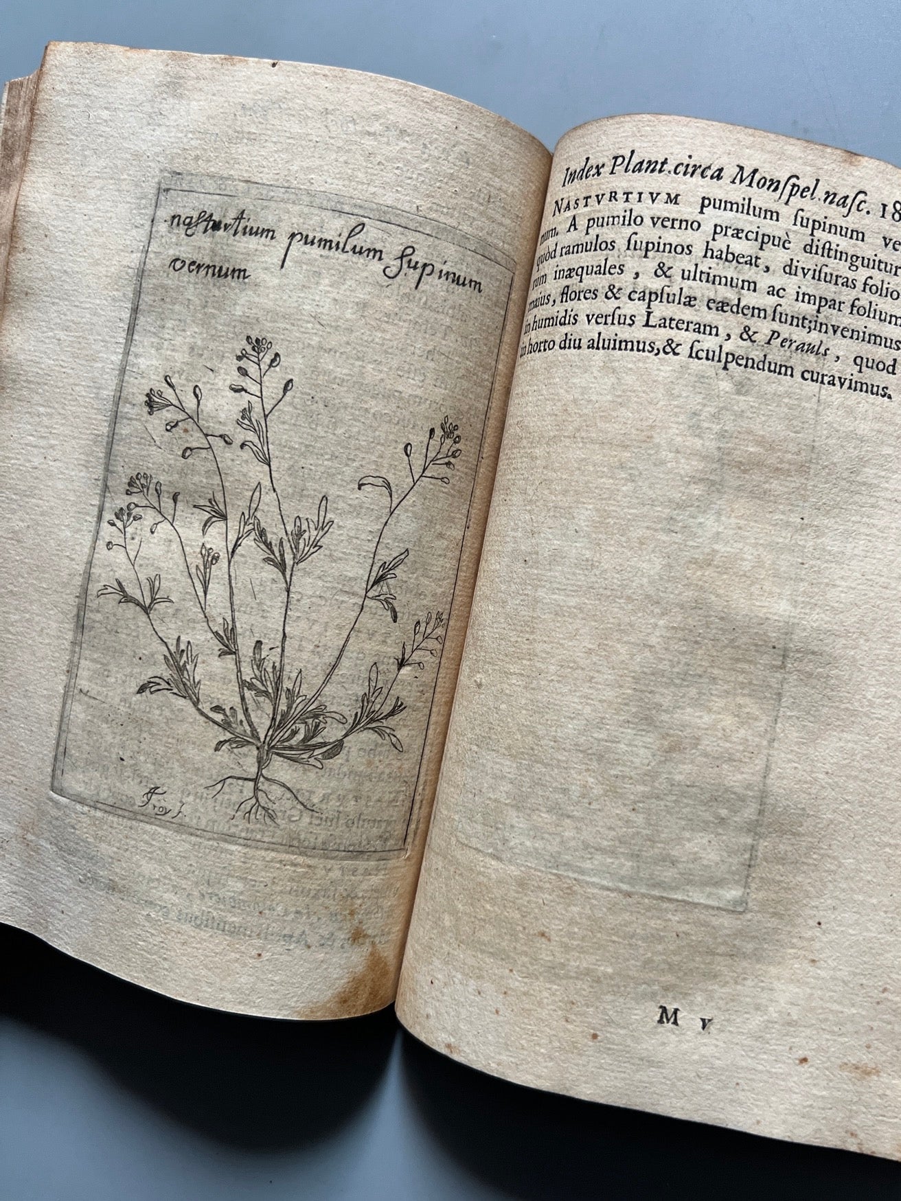 Libro de: Botanicum Monspeliense, Pierre Magnol - Francisci Bourly - 1676, Primera edición