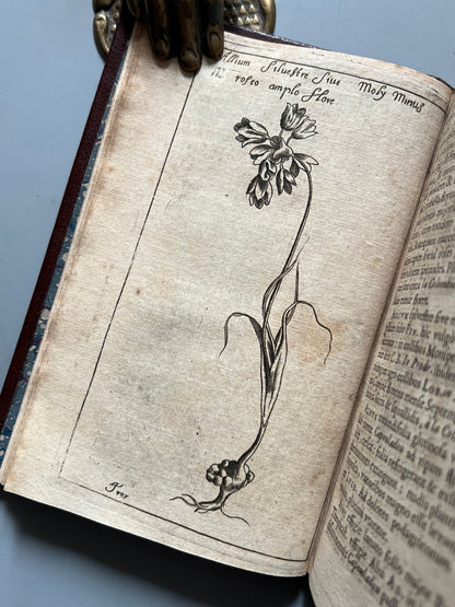 Libro de: Botanicum Monspeliense, Pierre Magnol - Francisci Bourly - 1676, Primera edición