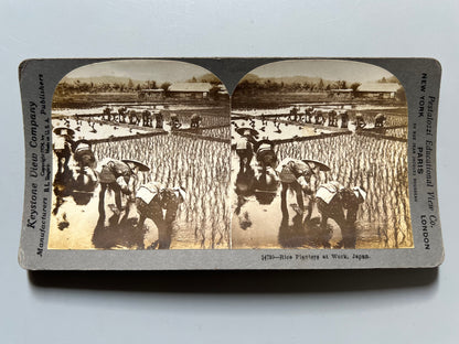 Plantadores de arroz trabajando, fotografía estereoscópica de Japón - Keyston View Company, ca. 1904