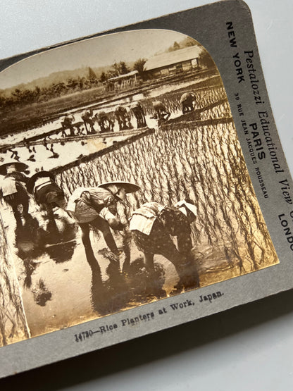 Plantadores de arroz trabajando, fotografía estereoscópica de Japón - Keyston View Company, ca. 1904